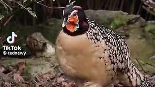 Discover_ the _World's_ Most _Beautiful _Bird _Species: A _Visual_ Journey