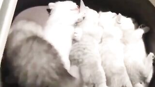 kitten taking a nap