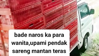 ayam broiler || kata kata lucu 107