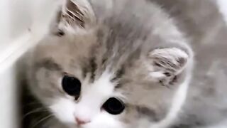 VERY CUTE CAT 3