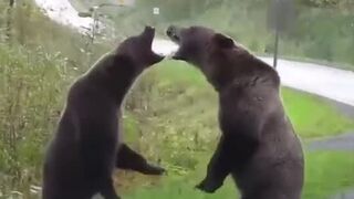 BEAR FIGHT