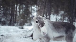Lapland  Finland a Cinematic Travel Film