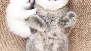 Cats Doing Cat Thing