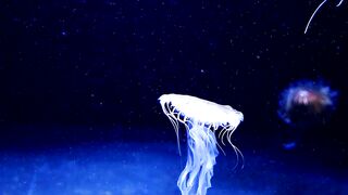Beuatiful white jellyfish floating through dark ocean waters