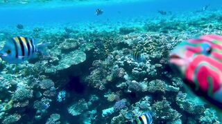 Brightly coloured tropical fish swims up close to camera on a reef - adalinetv