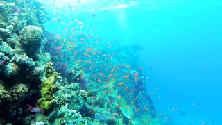 Multi colored fish in the reef with a diver - adalinetv