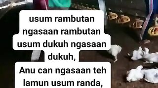 ayam broiler || kata kata lucu 112