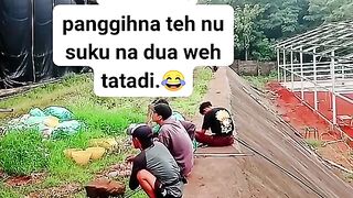 ayam broiler || kata kata lucu 113