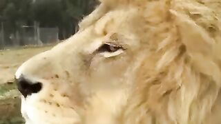 تحس انه جدك شاقي علعيله كلها هههههههه