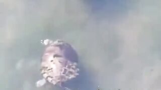 السلحفاة سعيده بزوجه الحنون