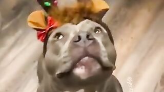 FUNNY 1763