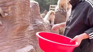 Funny monkey plz like and support.