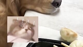 Dog_It_s my turn to eat this time _pets _dog _cutedog _shorts
