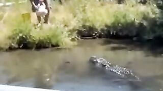 Alligator attacks a man