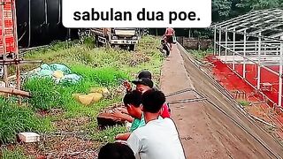 ayam broiler || kata kata lucu 121
