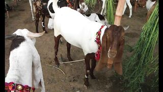Eid-ul-Azha on June 17Meteorological Department has predicted
