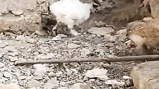 The white chicken Sol