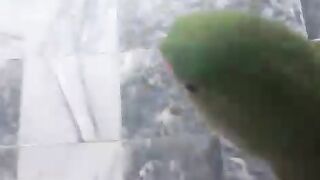 Margi