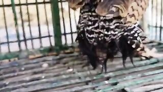 The feathers are beautiful