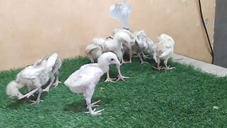Little feathers