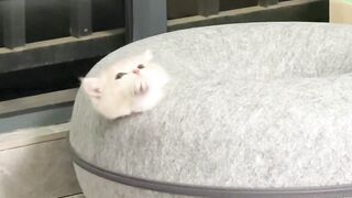 Cats Doing cat thing