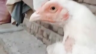 Who white