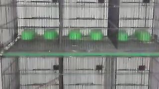 Green ball