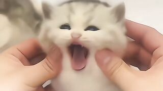 Cats doing cat thing 2
