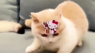 Cats doing cat thing 3