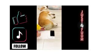 THE FUNNIEST ANIMALS COMPILATION ????