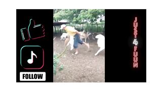 THE FUNNIEST ANIMALS COMPILATION 2