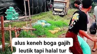 ayam broiler || kata kata lucu 123