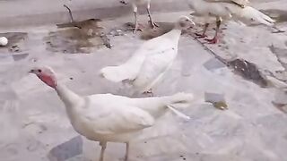 Birds ll jungle