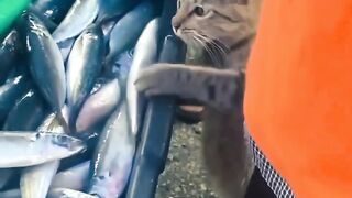 cute cat 51