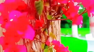 Many color fully flower