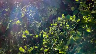 Irish Cottage Life in rural Ireland Fifteens Recipe Slow Living Shopping for Antiques