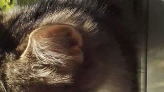 The best cat