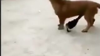 البطه الشقيه