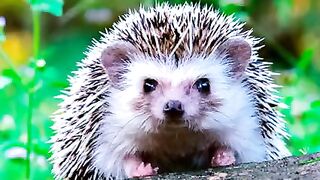 Hedgehogs. Some interesting facts about hedgehogs that you didn't know
