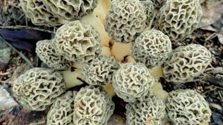 Wow Amazing Morels is the types of Mashroom/Funji - Febspot  گوچی
