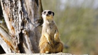 سبحان الله وبحمده سبحان الله العظيم 4
