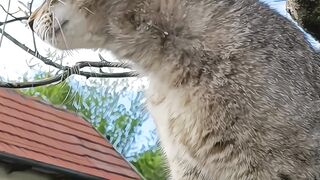 My cat ???? 2