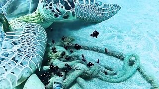 Devagar e sempre, como as tartarugas