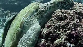 Cuidar dos oceanos é um dever de todos nós. Vamos zelar pelo lar das tartarugas marinhas