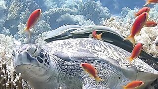 Na Mongólia, as tartarugas eram os animais de estimação de grandes imperadores!