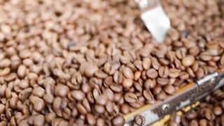 Coffee bean sorter