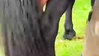 Saving host from pain