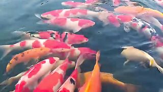 Beautiful Fish's