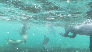 Dive with best view