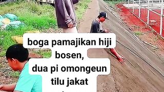 ayam broiler || kata kata lucu 124